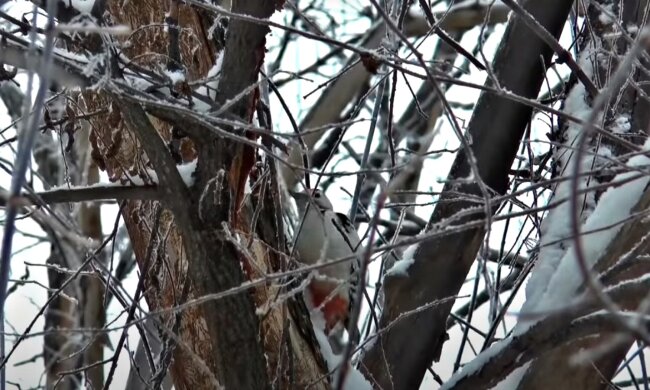 Погода в Україні. Фото: скріншот Youtube-відео