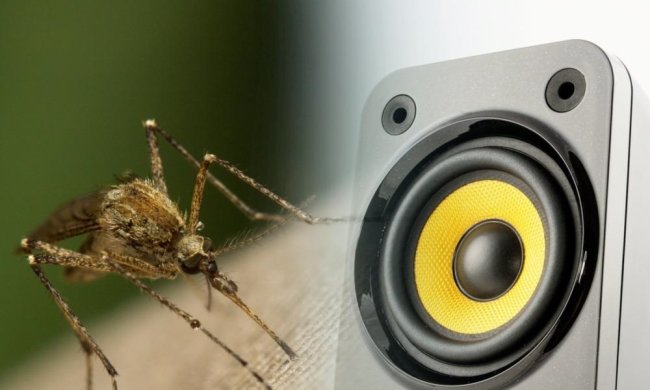 Музыка поможет избавиться от комаров: ученые рассказали, что слушать