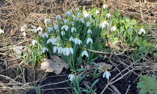 Аномальна температура і кількість опадів: якою буде погода у квітні. Фото: Стіна