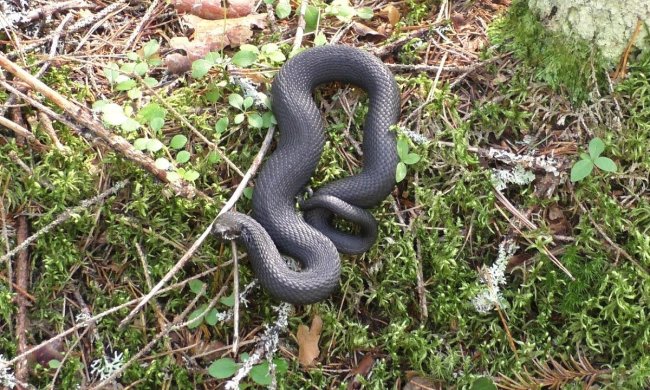 Обскакала всех: появилось зрелищное видео, как змея открывает бутылку