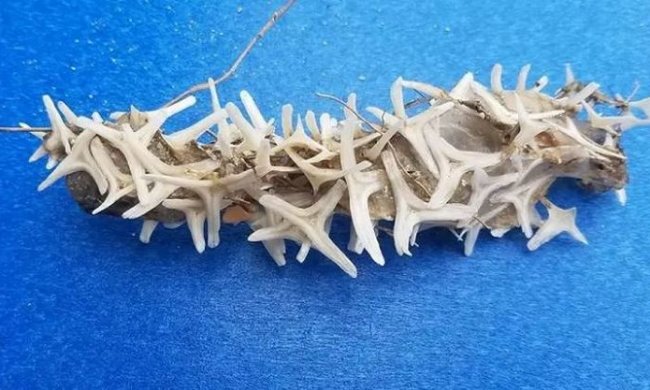 Ученые ломают голову: на берег вынесло непонятный живой объект, который не похож ни на что