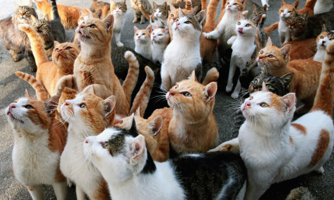 коты