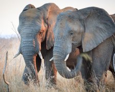 Слонов на Земле может не остаться: В Африке отменили запрет на отстрел