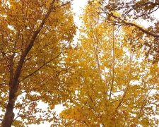 Осень. Фото: Youtube