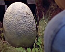 Яйце динозавра. Фото: скріншот Youtube-відео
