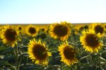 Природа. Фото: скріншот відео YouTube
