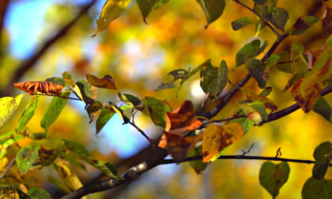 Погода в Україні. Фото: скріншот YouTube-відео.