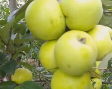 Яблуко.  Фото: скріншот YouTube-відео