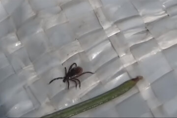 Кліщ. Фото: youtube.com