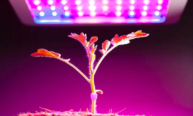 Рассада, фитолампа. Фото: YouTube