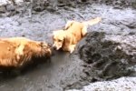 Собачки купаются в грязи. Фото: скрин youtube