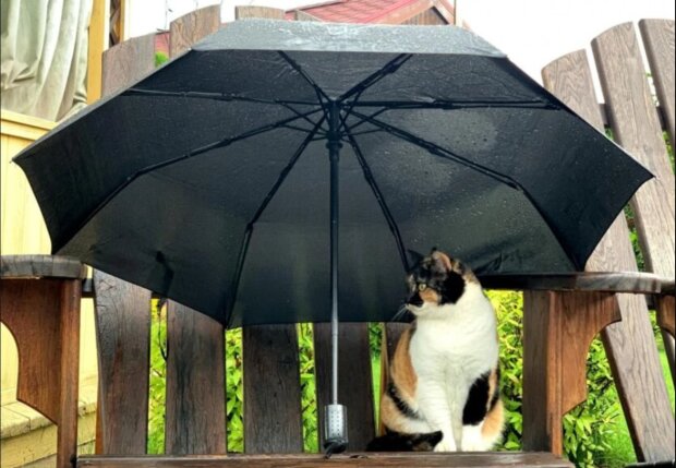 Погода, похолодание весной, май, дожди, заморозки. Фото: Telegram