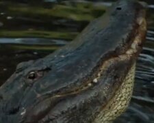 Аллигатор. Фото: скриншот YouTube