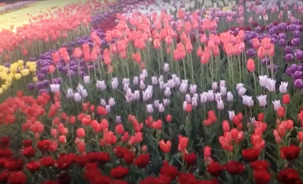 Выставка тюльпанов на Певческом поле. Фото: скриншот YouTube