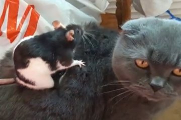 Дружба кошки и крысы. Фото: скриншот YouTube