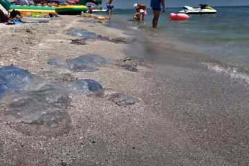 Нашестя медуз. Фото: скріншот YouTube-відео.