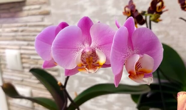 Орхидея. Фото: YouTube