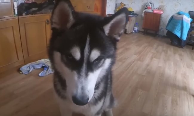 Собаки с кошачьими повадками рассмешили сеть. Фото: Мемы про 100