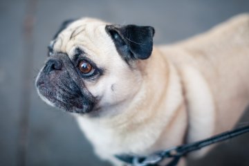 мопс, иллюстрация