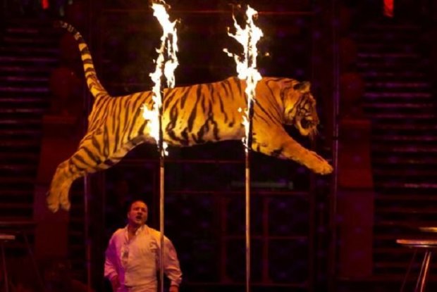 Цирки с животными в Украине запретят в 2021 году. Фото: Pinterest