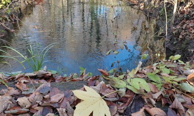 Лісовий струмок. Фото: Ukrainianwall