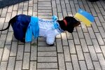 Собака. Фото: скриншот YouTube-видео
