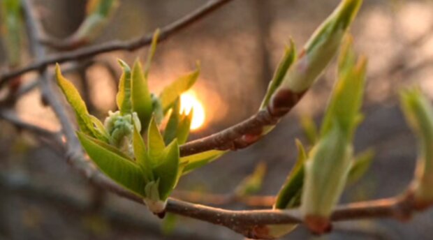 Весна бере паузу: синоптики сказали, де 15 березня стане холодно - погода сильно зіпсується