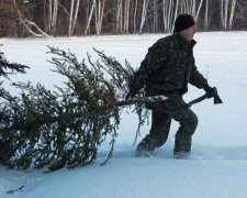 В Украине участились случаи незаконной вырубки елок. Фото из открытых источников