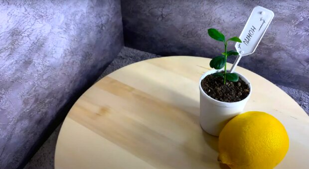 Як виростити лимон із кісточки. Фото: YouTube