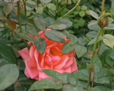 Троянди. Фото: youtube.com