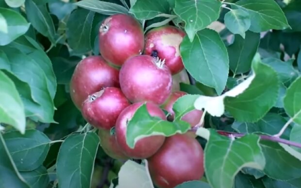Урожай яблук, фото: youtube.com