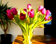 Тюльпани. Фото: YouTube