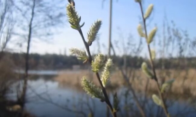 Природа весной. Фото: скриншот YouTube-видео