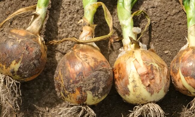 Лук. Фото: YouTube