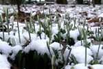 Весна придет уже в феврале, фото: скриншот с YouTube