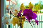 Орхидея. Фото: YouTube
