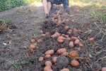 Сбор урожая картофеля. Фото: YouTube