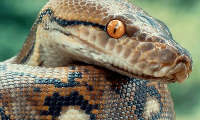 Змія. Фото: скріншот YouTube