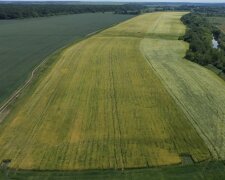 Дають тисячі доларів за гектар: озвучено нові ціни на землю в Україні