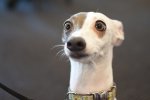 Домашний питомец может диагностировать рак легких