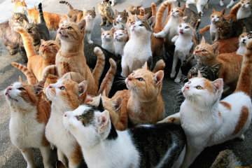 коты