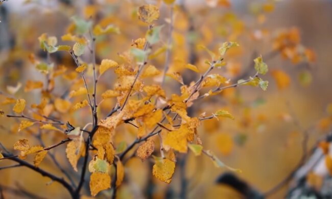 Осень. Фото: скриншот YouTube-видео