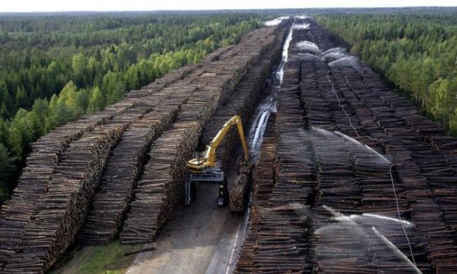 Лесной бизнес