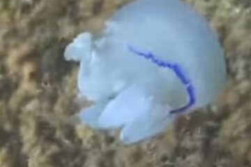 Медуза корнерот. Фото: скриншот YouTube