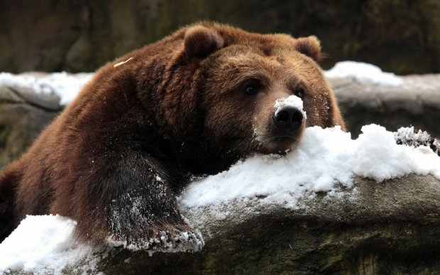 Посетители национального парка засняли смешное падение медведя. Он сам того не ожидал