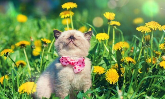 Погода, весна, потепління. Фото: Стіна