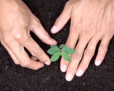 Висаджування рослин. Фото: скріншот YouTube