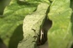 Колорадський жук, фото: youtube.com