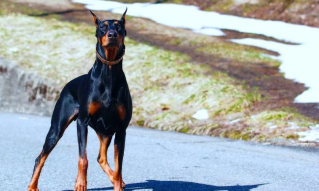 Доберман, фото: Petstory