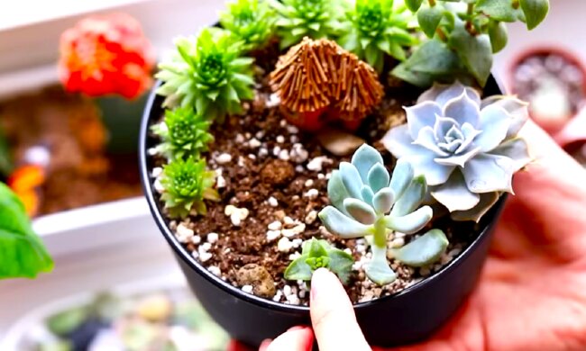 Комнатные растения. Фото: YouTube